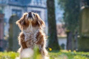 犬の口臭を解消するためにヨーグルトは効果的なの？