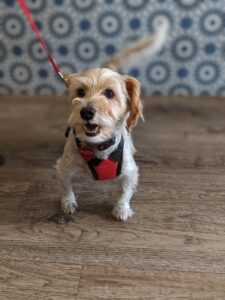 犬の口臭ケアにおすすめのサプリは獣医監修で安心ですか？