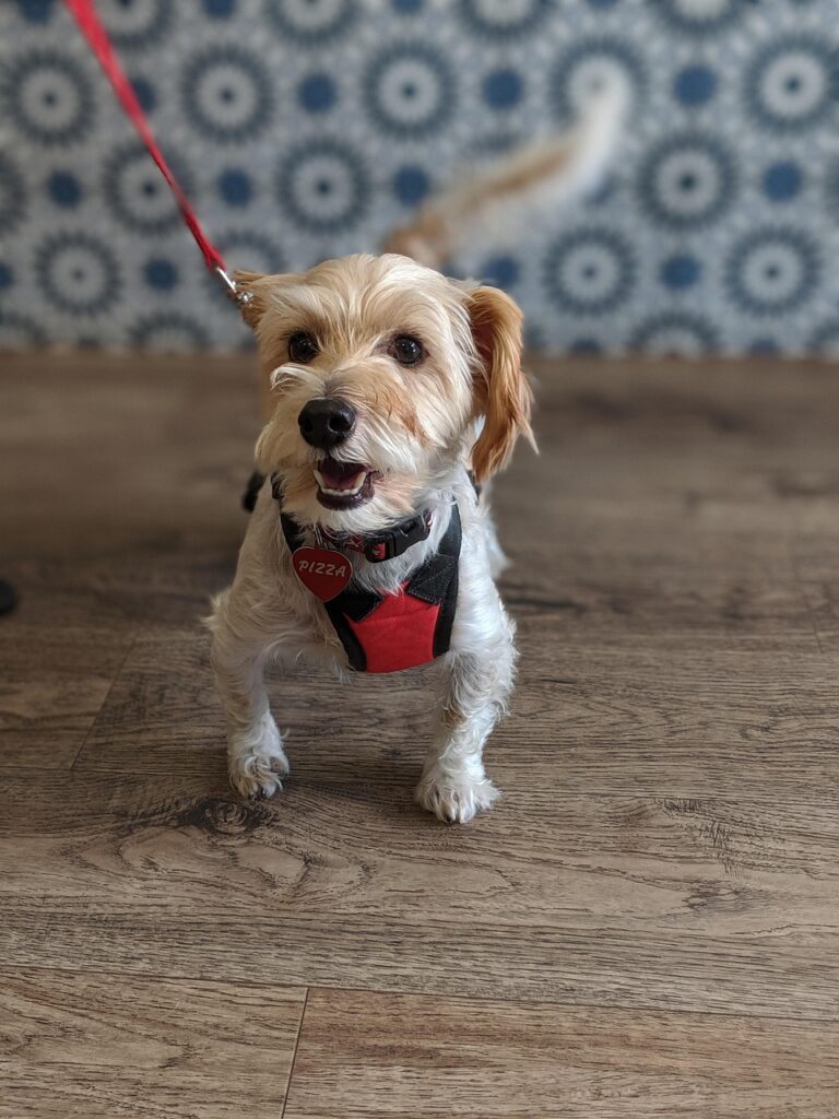 犬の口臭ケアにおすすめのサプリは獣医監修で安心ですか？