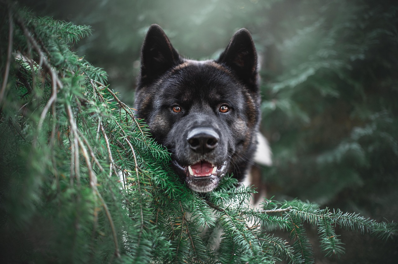 犬の口臭ケアに効果的なおやつの消臭成分は？