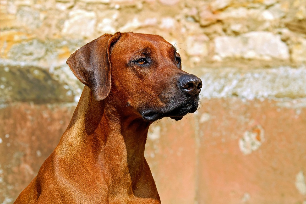 犬の口臭ケアに効果的なフードで消化を向上させる方法は？