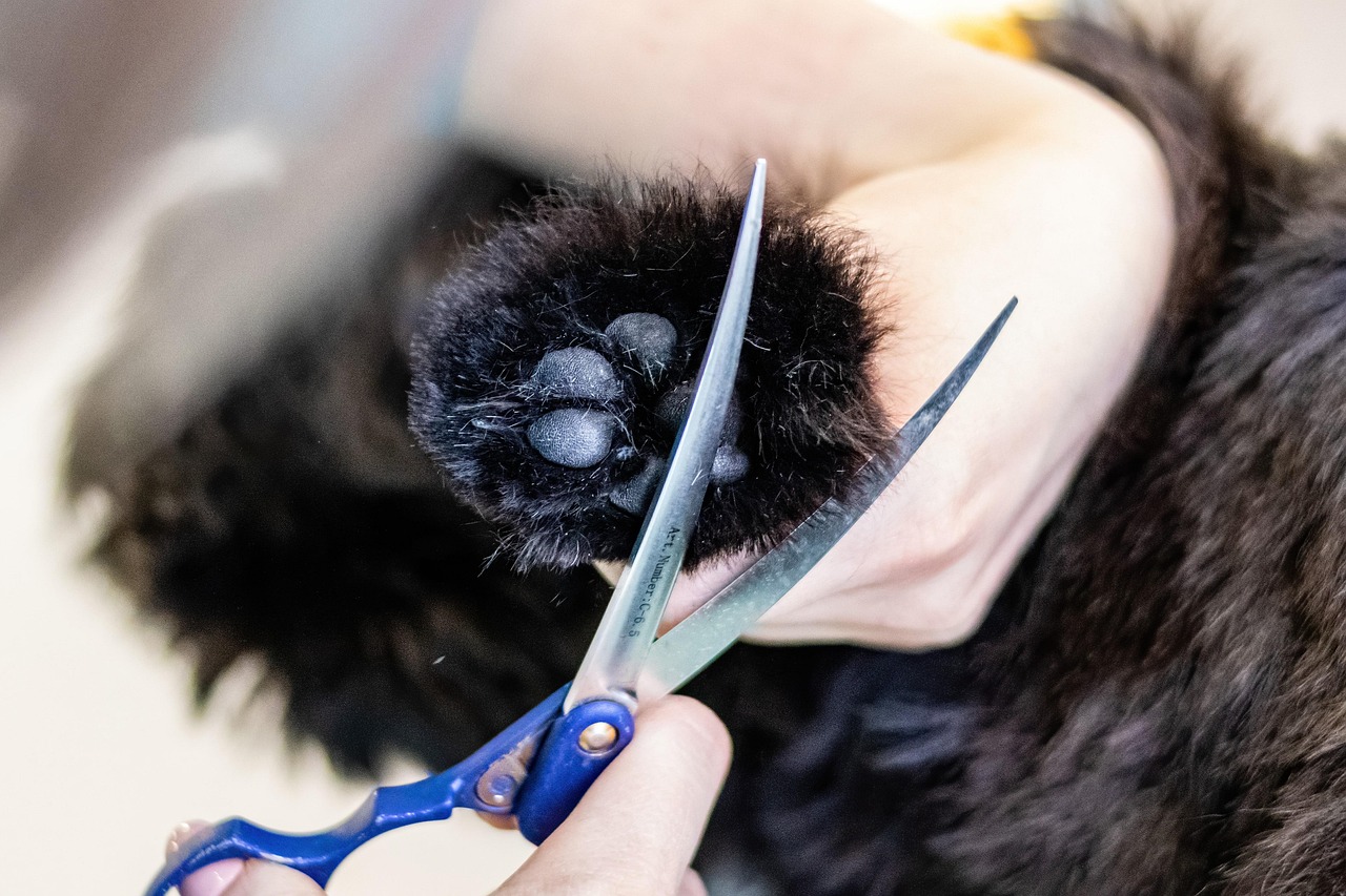 犬の口臭ケアに役立つ歯磨きのコツを励ますには？