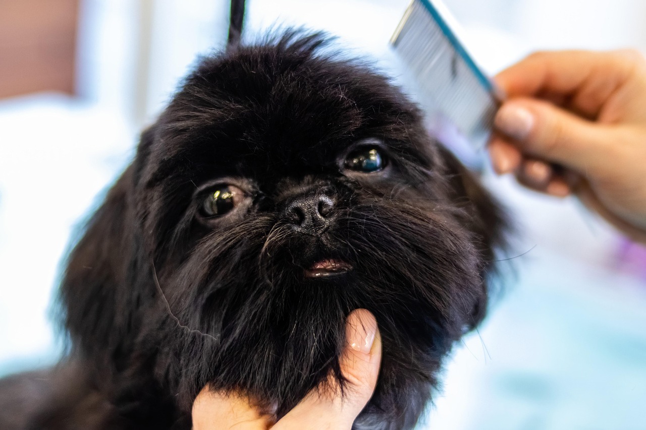 犬の口臭ケアに役立つ歯磨きのコツを知って励ます方法は？