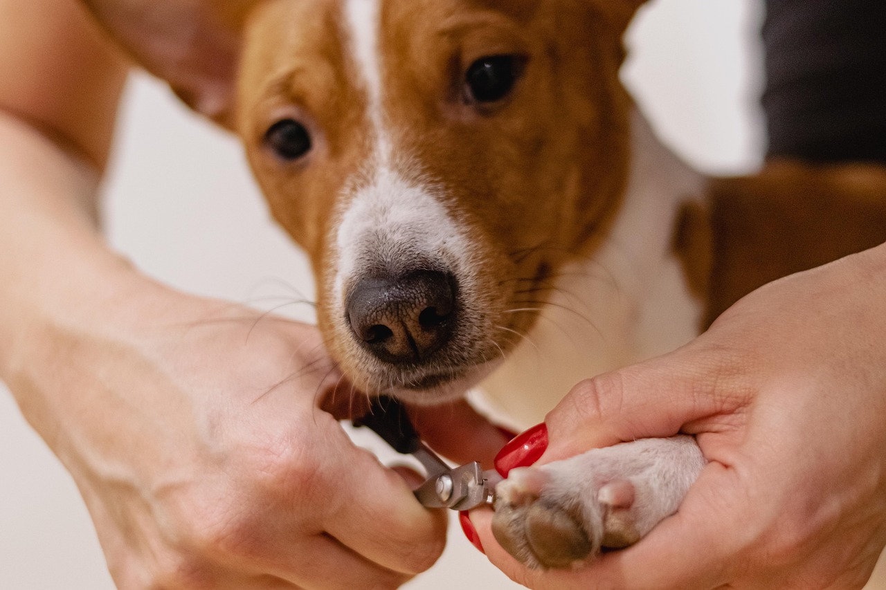 犬の口臭ケアに最適なおやつの消臭成分とは？