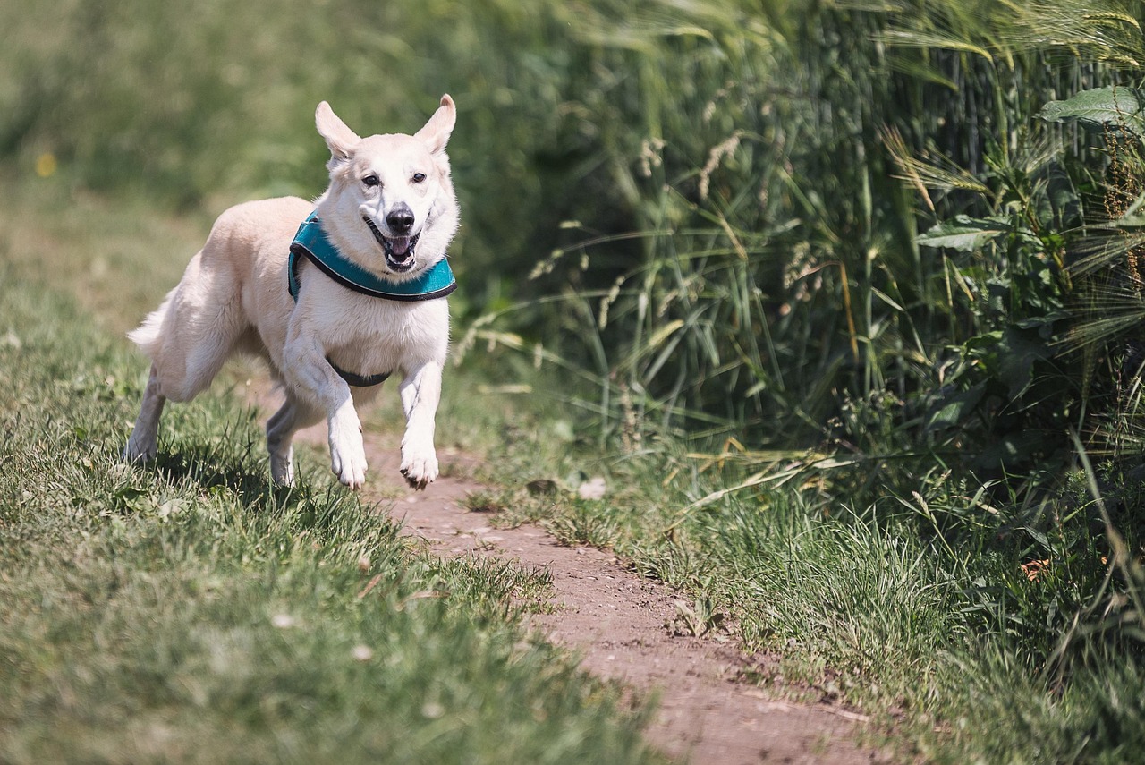 犬の口臭ケアに最適な歯磨きシートの代用方法は？