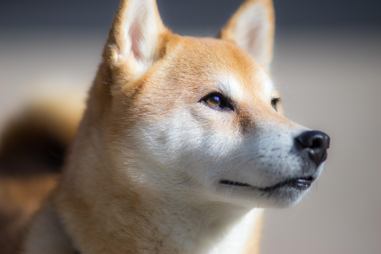 犬の口臭ケアをするための歯磨きで励ますコツは？