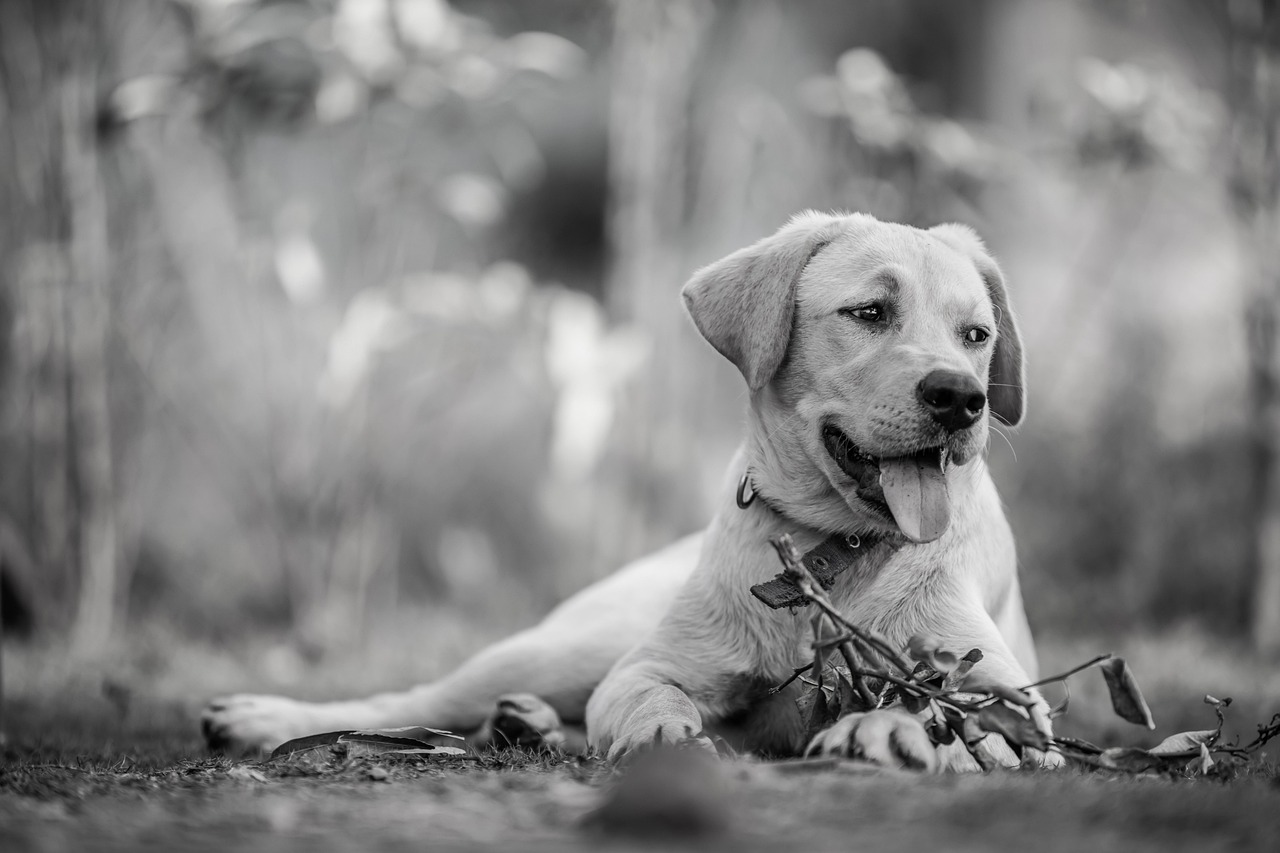 犬の口臭ケアにおすすめのグッズ2025年最新情報は？