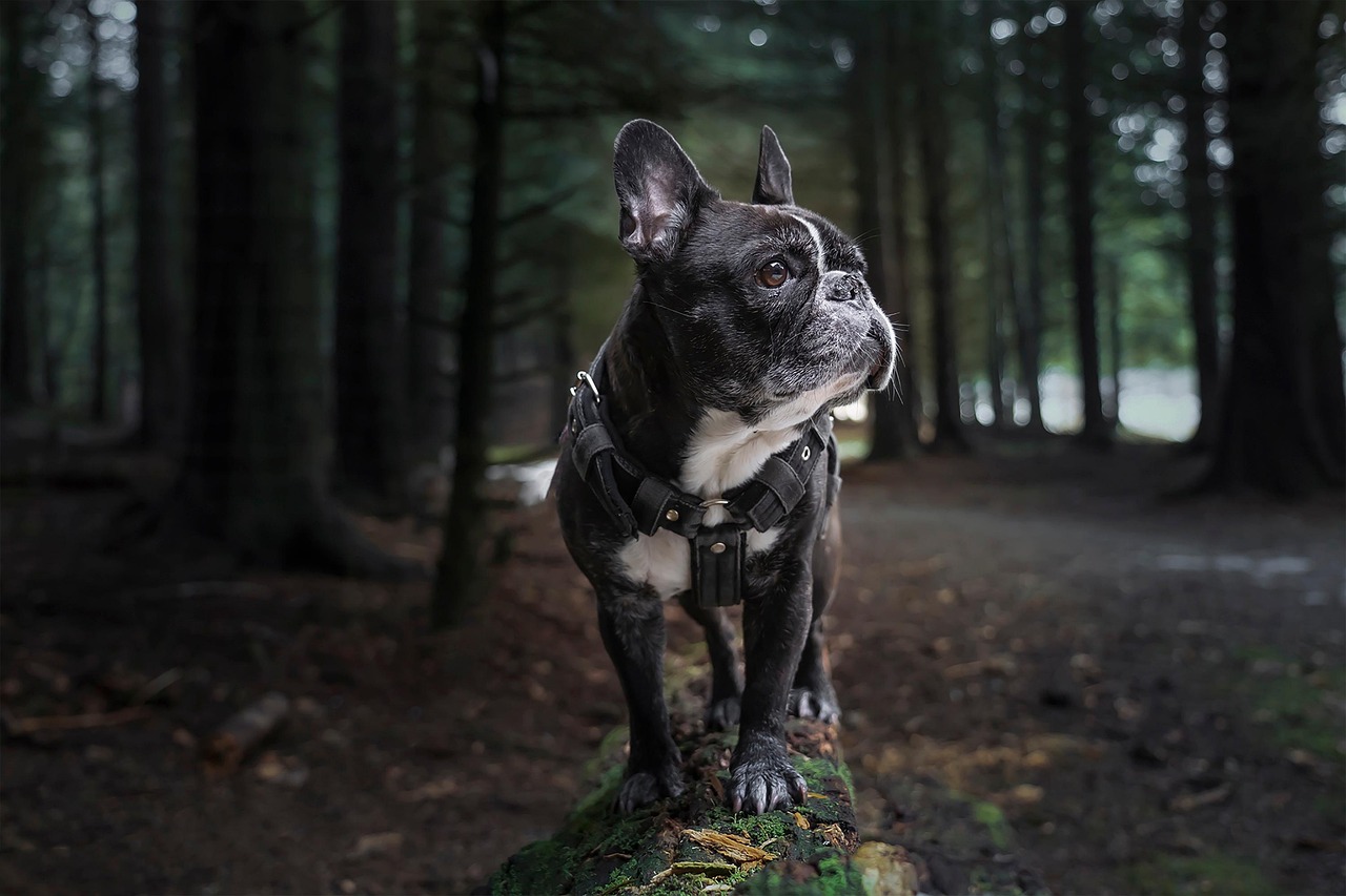 犬の口臭ケアにおすすめのシート成分比較は？