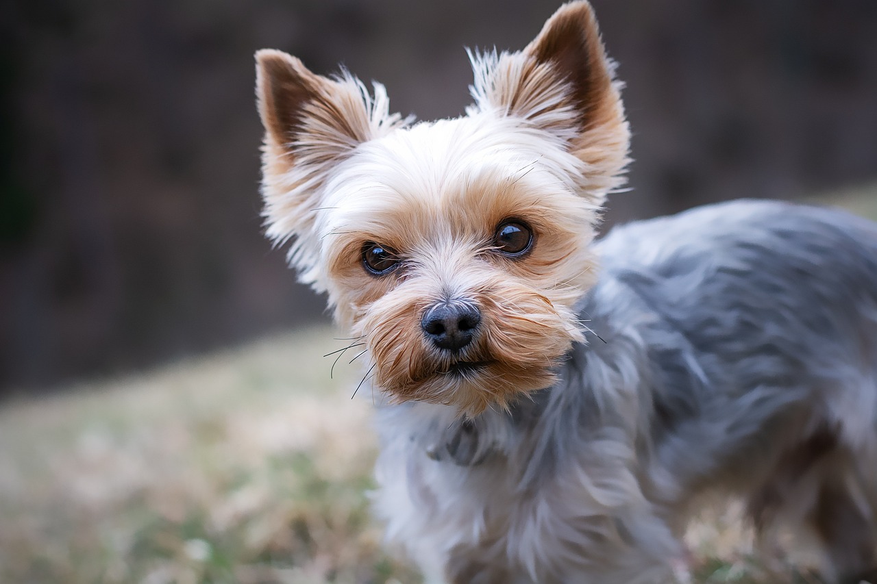 犬の口臭ケアにおすすめのスプレーは小型犬に人気ですか？