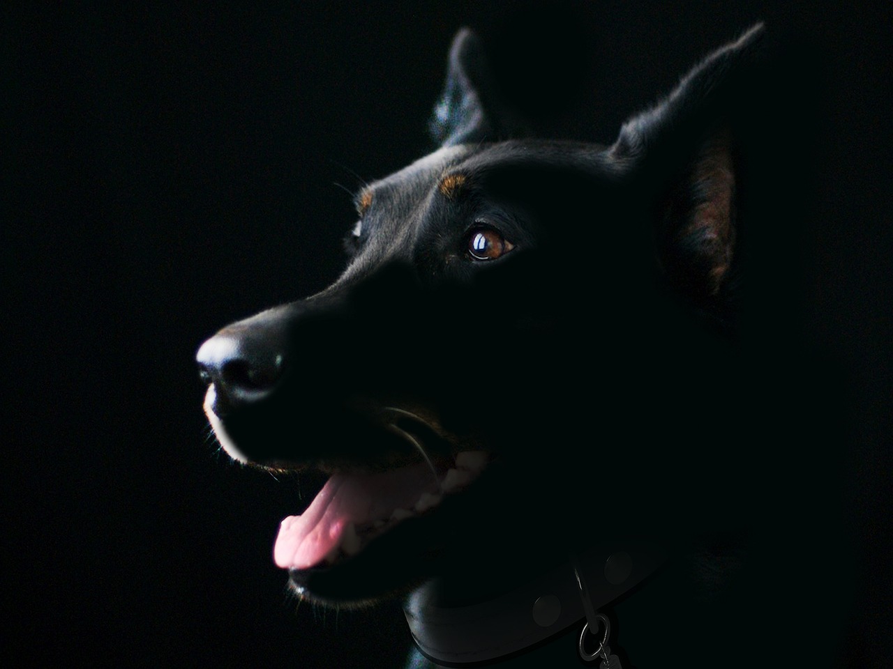 犬の口臭ケアに効果的なサプリメントの口コミと評判は？
