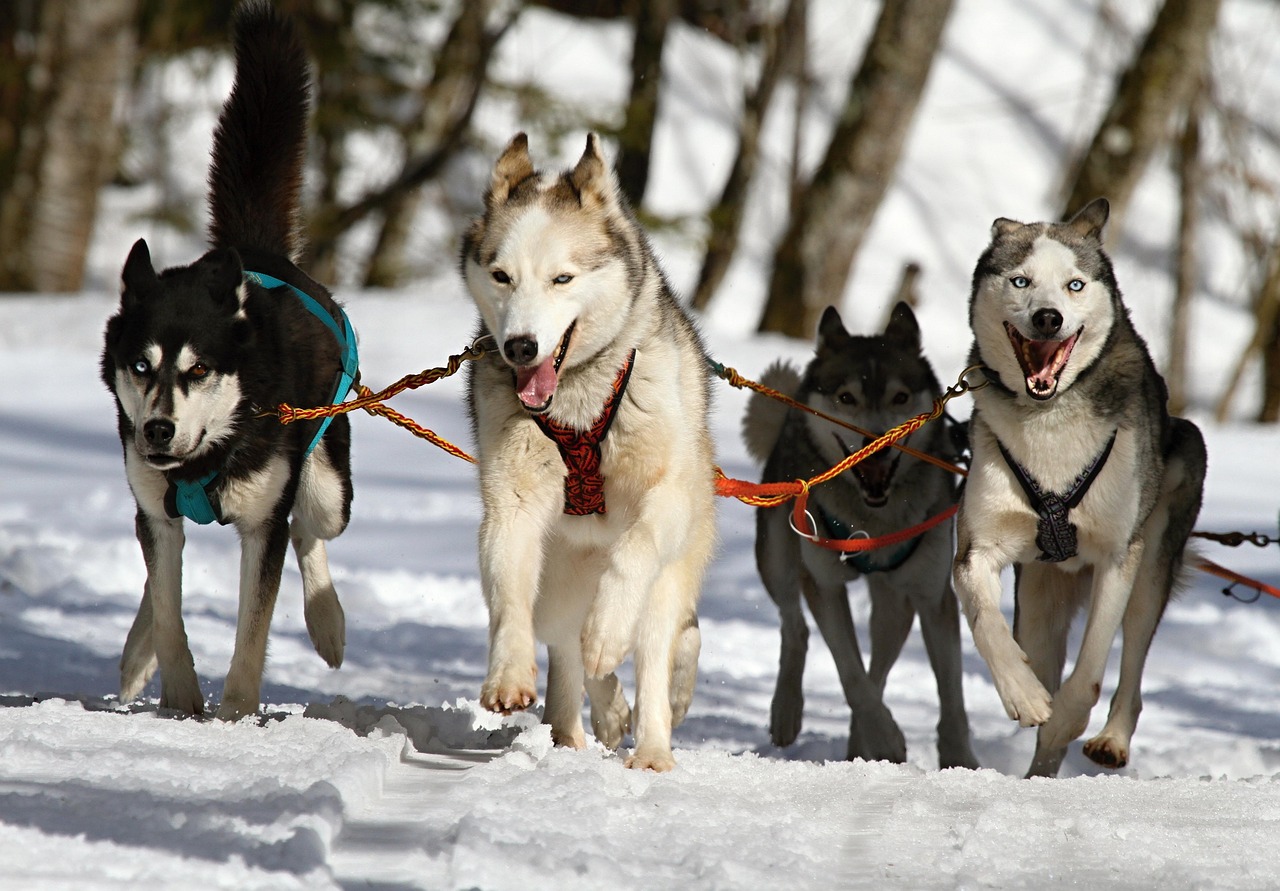 犬の口臭ケアに最適なグルテンフリーサプリメントは？