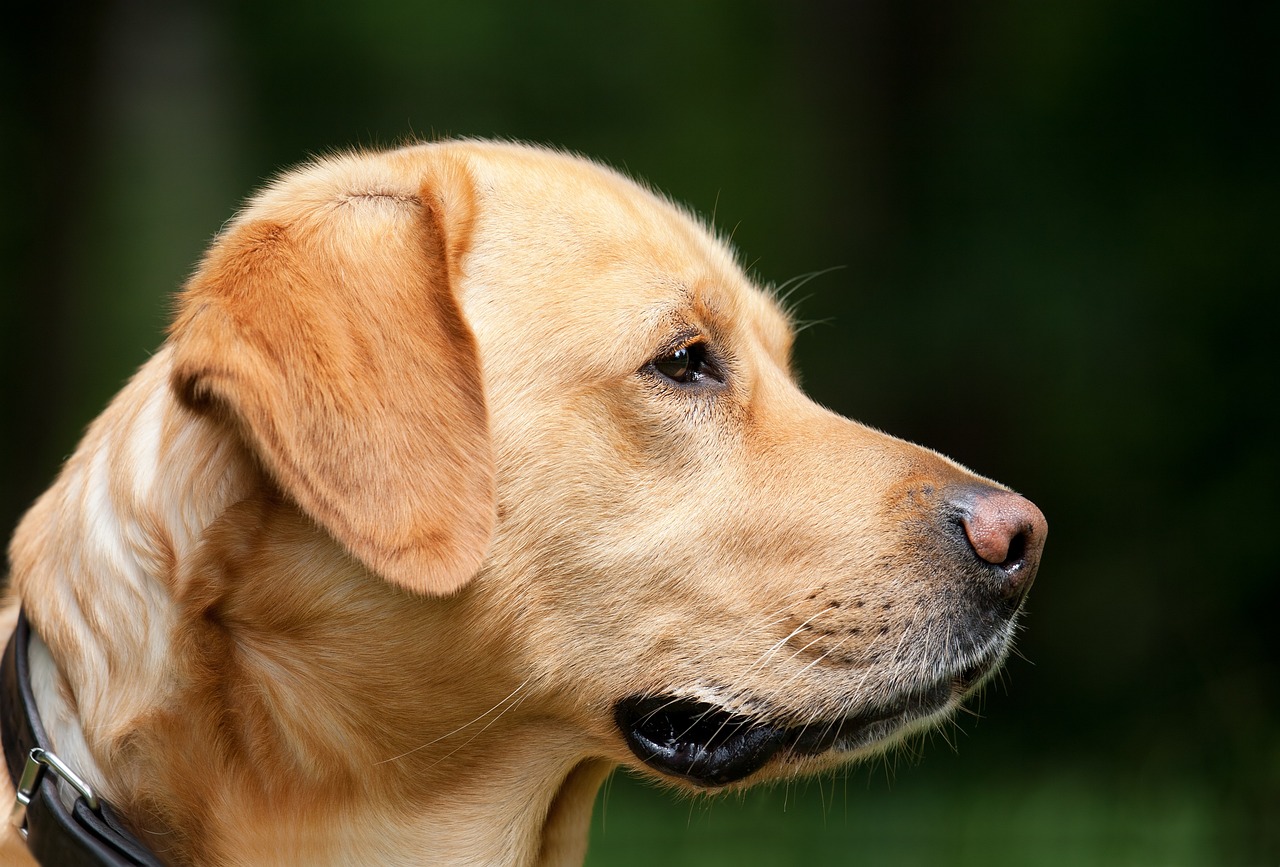 犬の口臭ケアに最適なグレインフリーフードは？