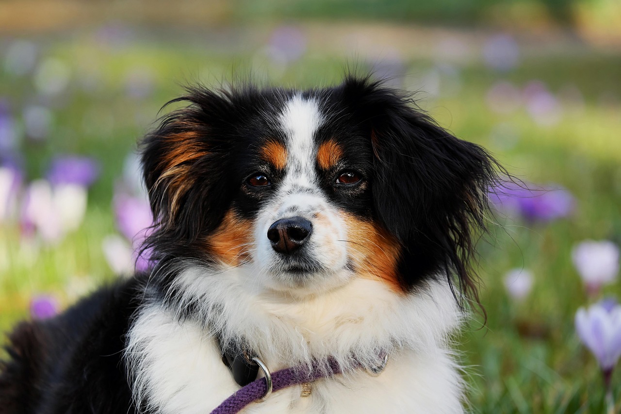 犬の口臭ケアに最適な歯ブラシのサイズはどう選択すれば良い？