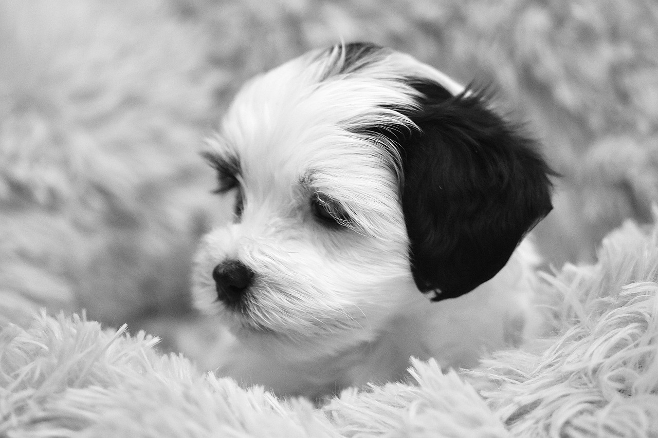 犬の口臭ケアに最適な歯ブラシのサイズ選択は？