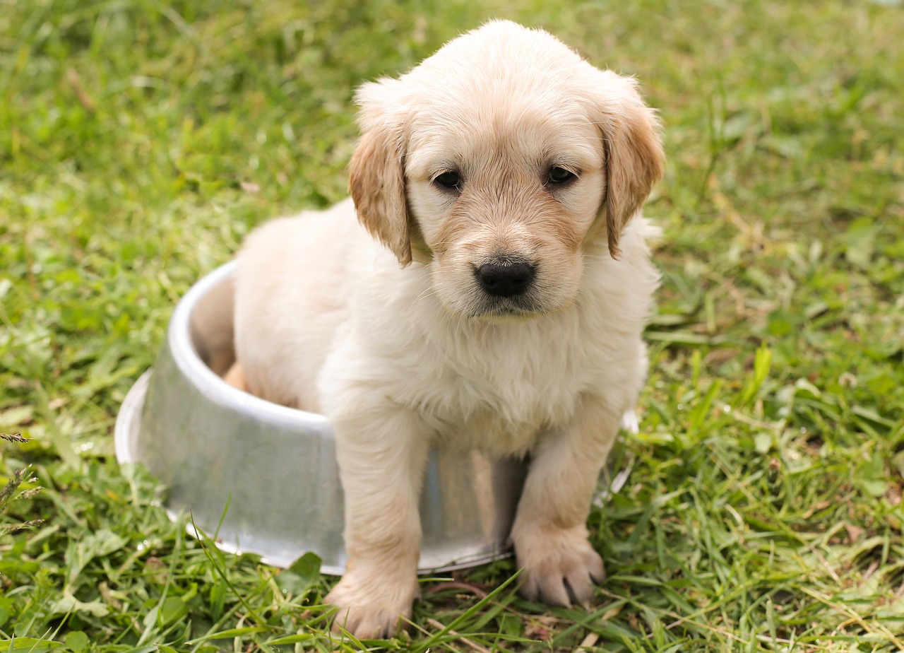 犬の口臭ケアに最適な歯磨きトレーニング方法は？