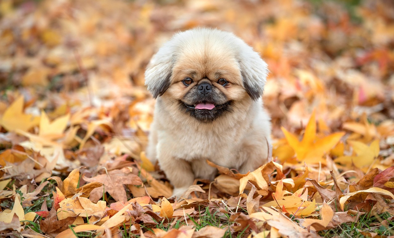 犬の口臭ケアに最適なおやつでカロリー控えめなものは？