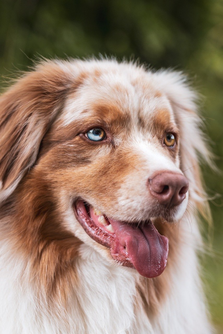 犬の口臭ケアに最適なセットは初心者向けにどれが良い？