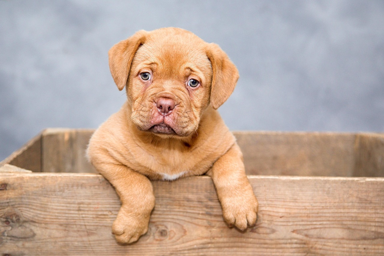 犬の口臭ケア初心者向けセットはどれが最適ですか？