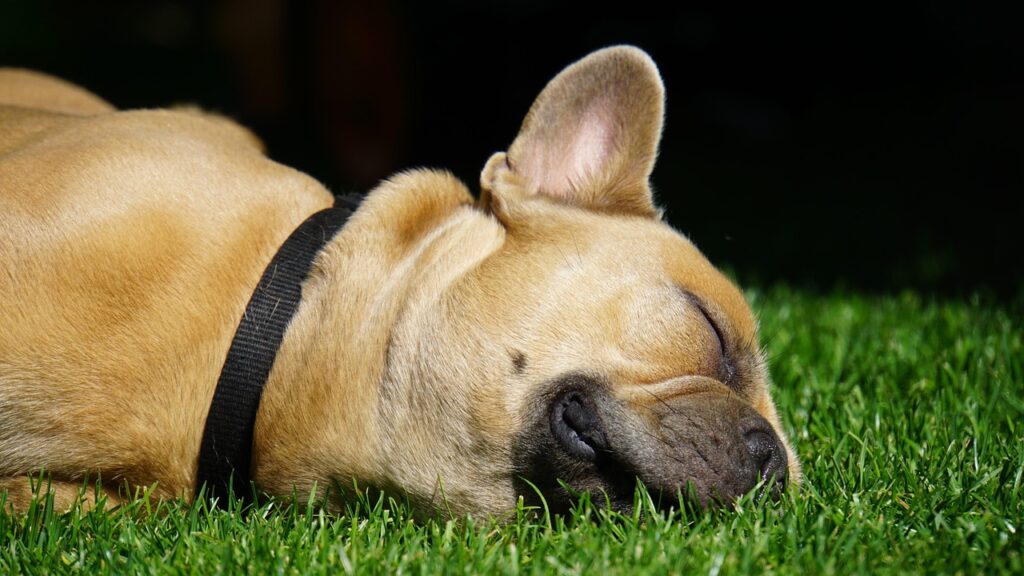 犬のデンタルケアをしないと口臭はどのように影響するのか？