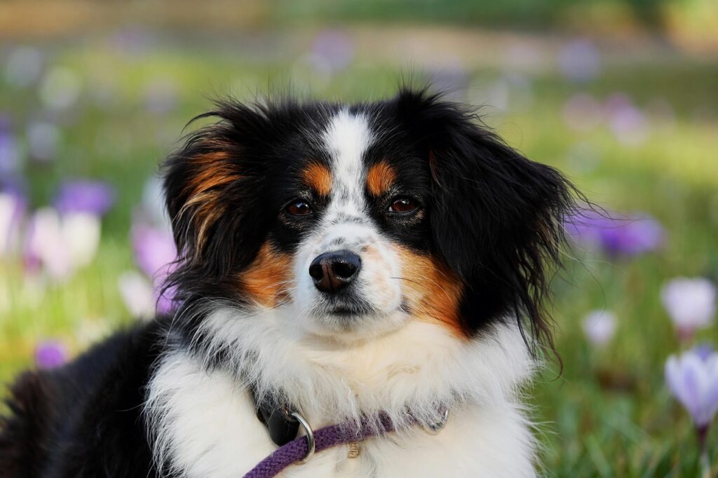 犬の口臭が体調の変化を示すサインとは？