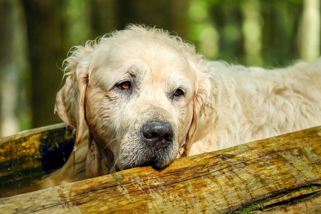 犬の口臭に関連するサプリはどれが効果的ですか？