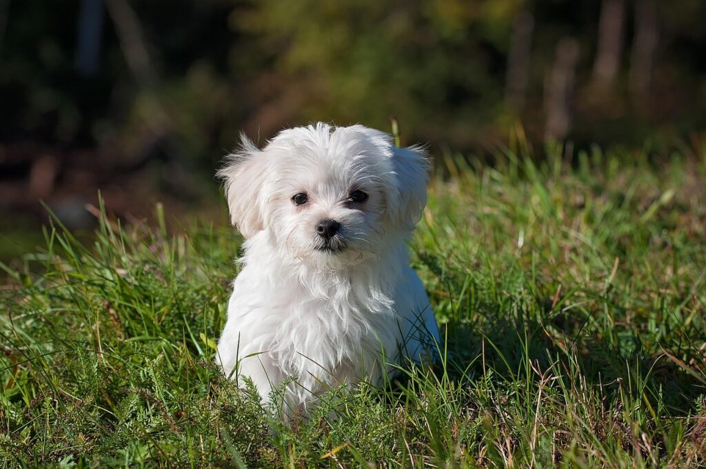 犬の口臭を改善するための口内フローラの整え方は？