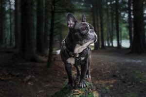 犬の口臭予防に効果的なグッズランキングは？