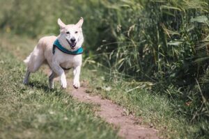 犬の口臭対策におすすめのマウスウォッシュは？