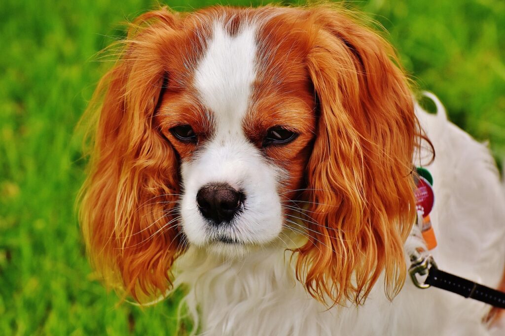 犬の口臭がなりやすい犬種はどれですか？