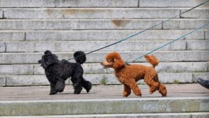 犬の口臭がひどいトイプードルの対策方法は？