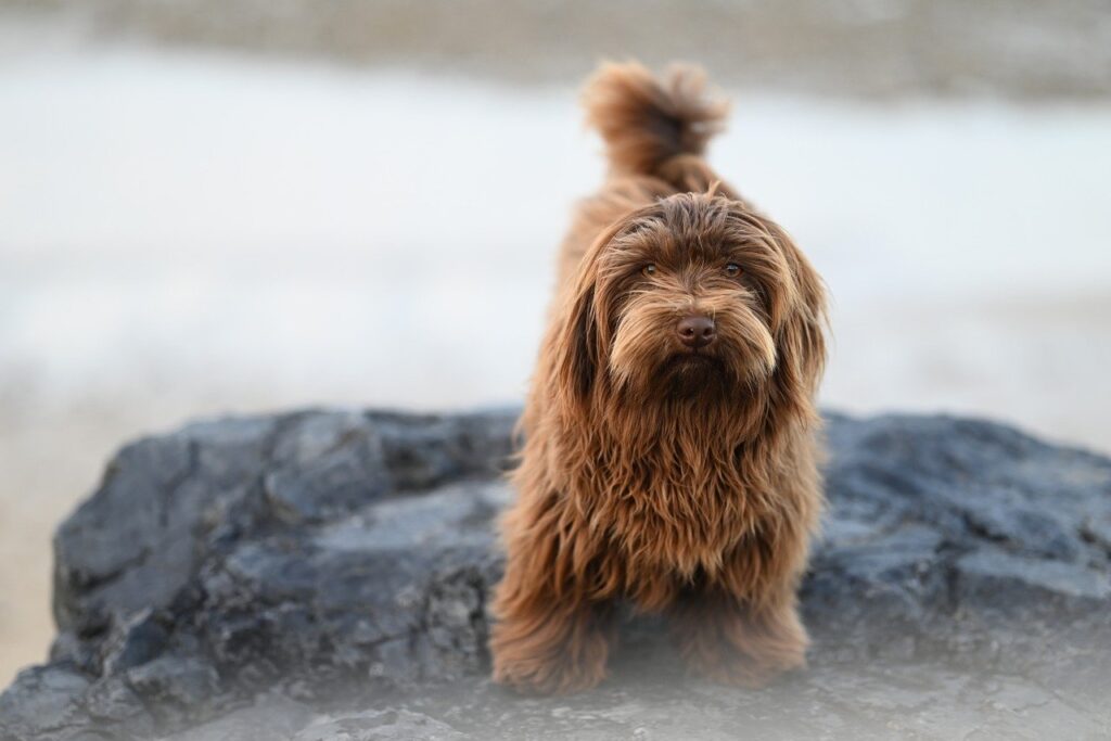 犬の口臭がドブ臭い場合の効果的な対策は？