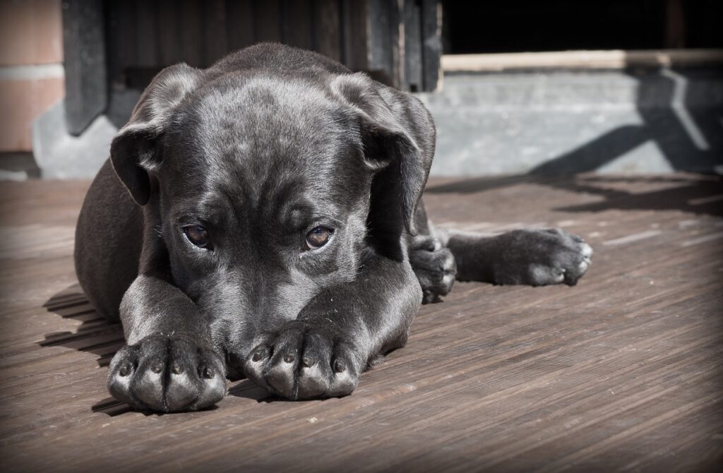 犬の口臭が改善しない理由とは？