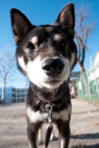 犬の口臭が気になるときは何科に受診すればいい？