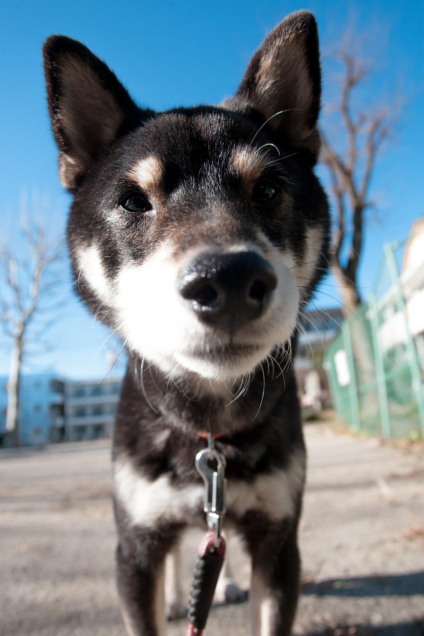犬の口臭が気になるときは何科に受診すればいい？
