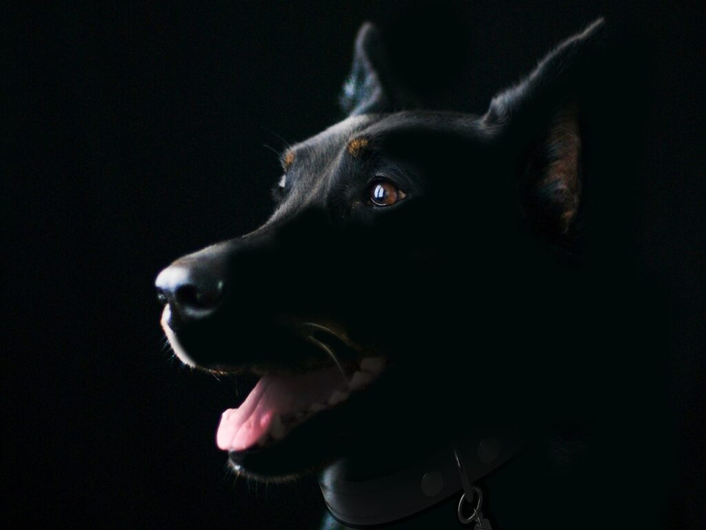犬の口臭が気になるシュナウザーの臭い対策は？