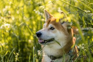 犬の口臭が気になる柴犬の臭い対策は？