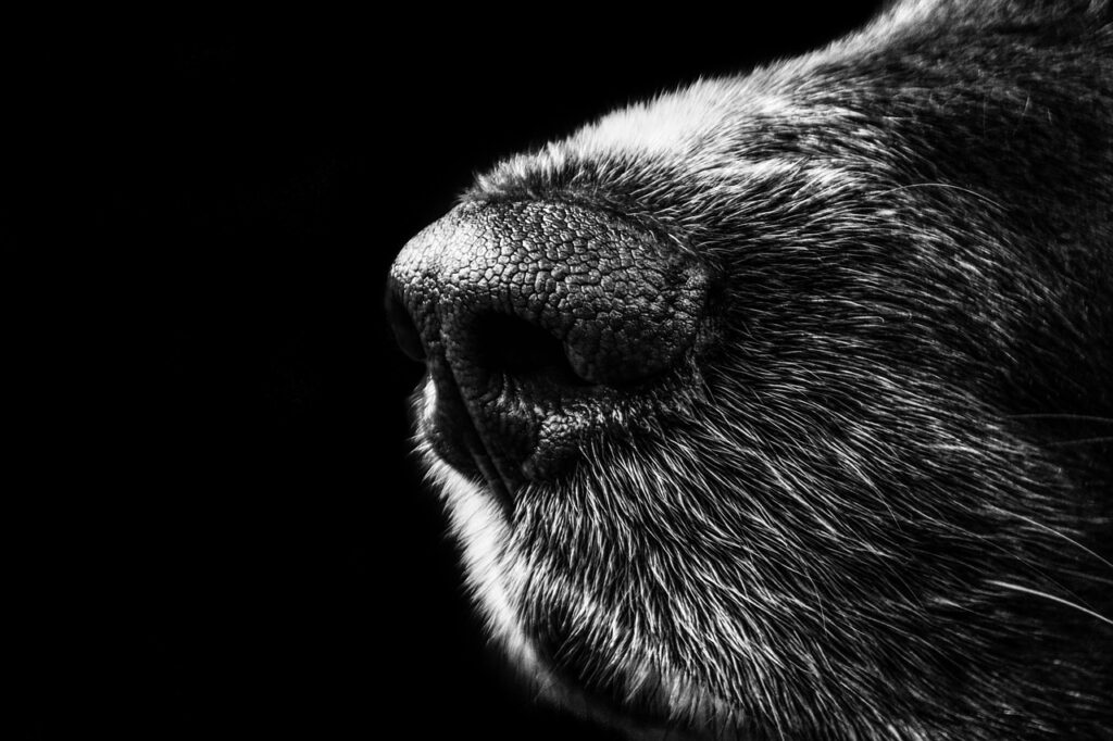 犬の口臭と寿命にはどのような関係があるのか？