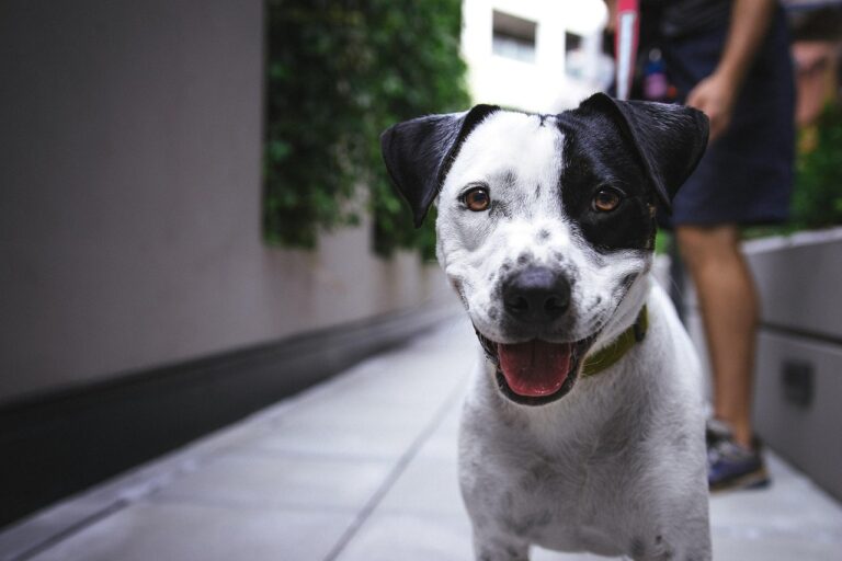犬の口臭を改善するための慢性原因とは？