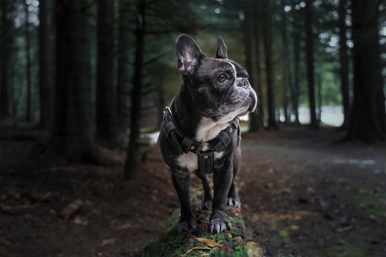犬の口臭を改善するココナッツオイルを使ったケア方法は？