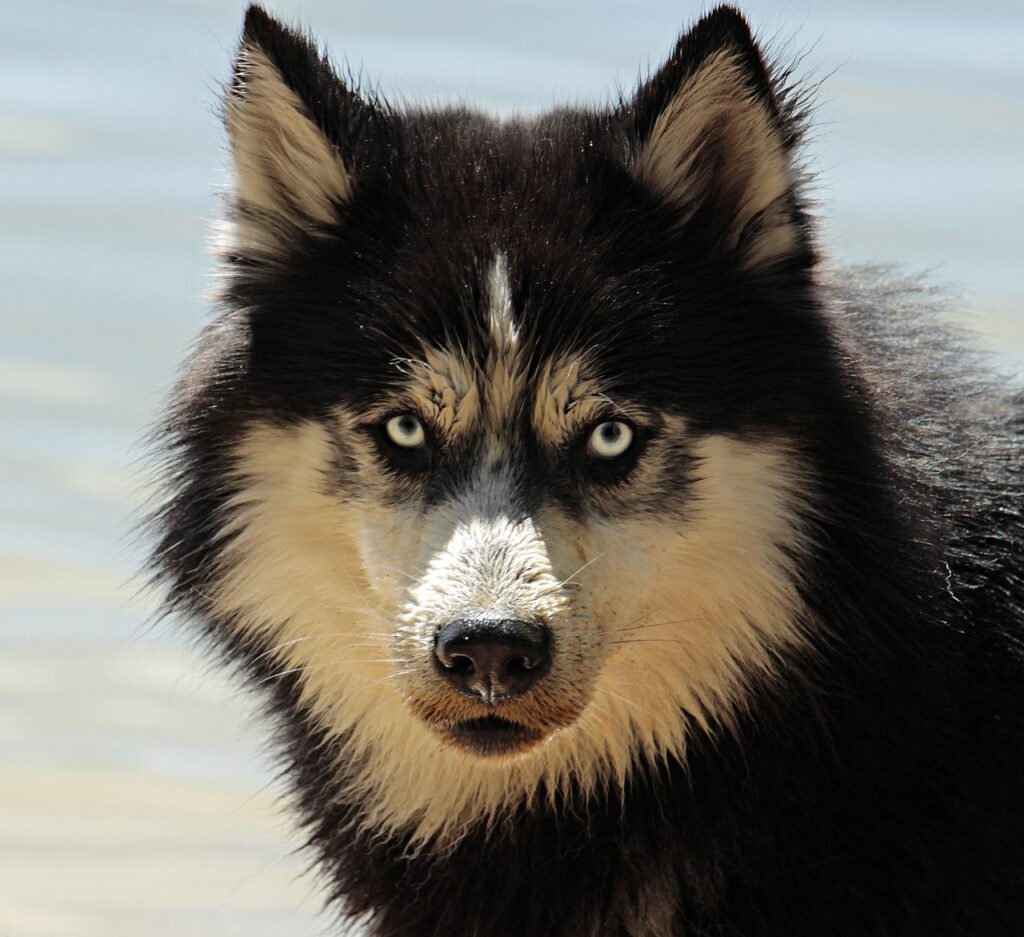 犬の口臭ケアは本当に必要なのか？