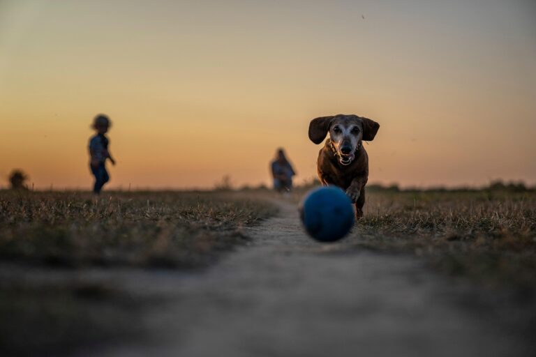 老犬の口臭を改善するためにおすすめの食べ物は？