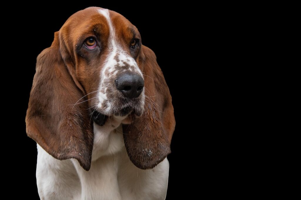 犬の口臭を改善するためのおすすめドッグフードは？