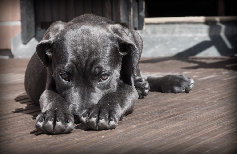 犬の口臭対策には歯磨きシートと歯ブラシのどちらが効果的？