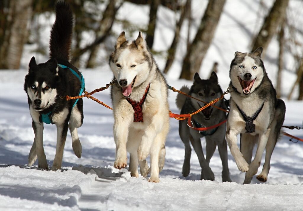 犬の口臭対策に効果的なデンタルガムおすすめは？