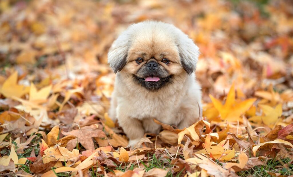 犬の口臭対策に最適な液体歯磨きのおすすめは？