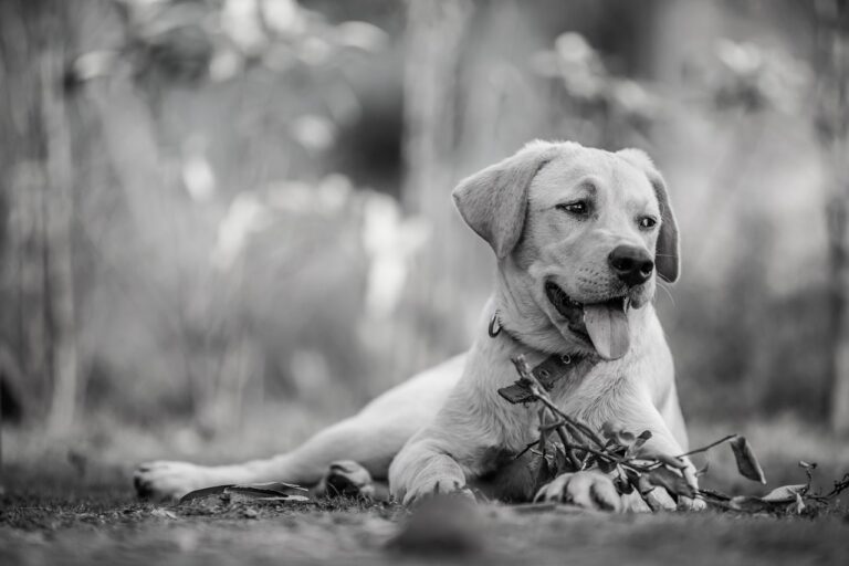 犬の息が臭い時の効果的な対策は？