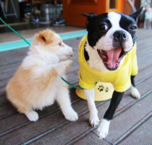 愛犬の口臭を失敗しない方法とは？