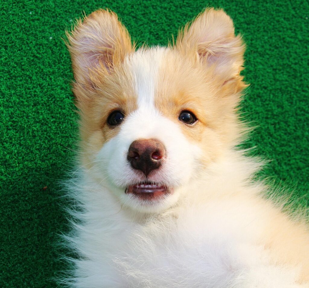 愛犬の口臭を改善する効果的な商品は？