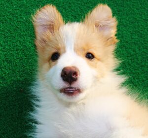 愛犬の口臭を改善する効果的な商品は？