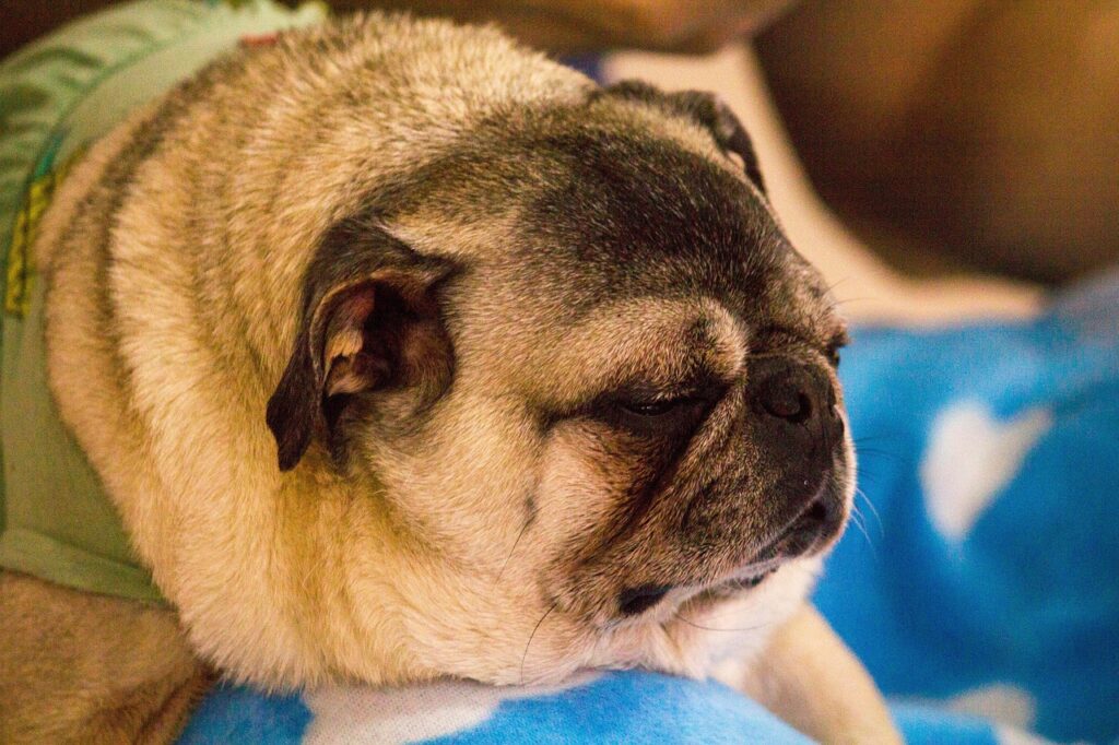 愛犬の口臭ケアで知っておくべき注意点は？